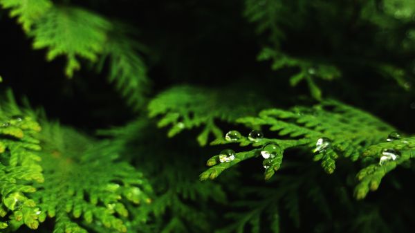 φυτό,υγρό,Natural landscape,terrestrial plant,δέντρο,groundcover