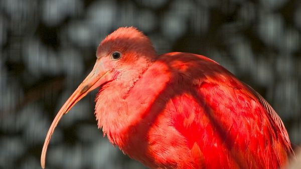 Pájaro exótico,pico,plumas