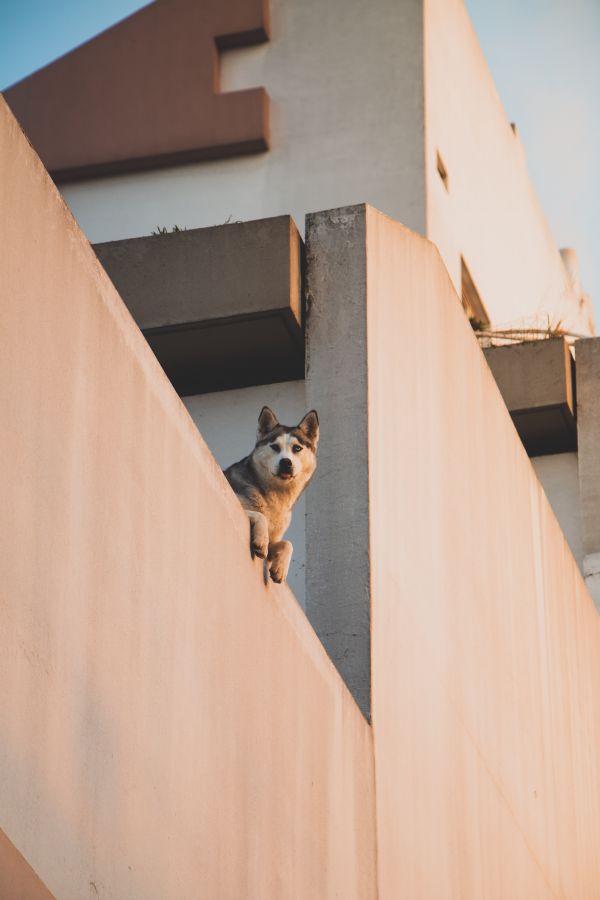 Hundstage,Hund,Haus,Sonne,glücklich