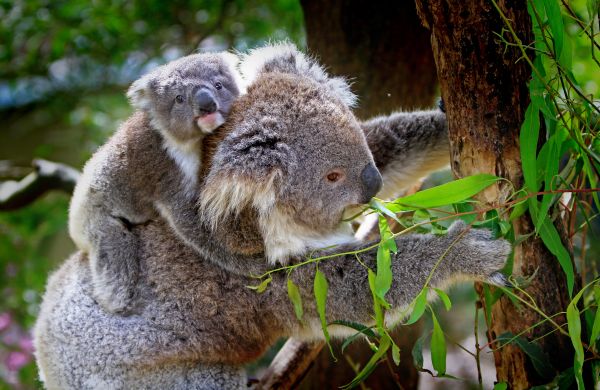 tree,koala,baby,eucalyptus