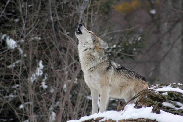 neige, hiver, faune, Loup, coyote, forêt