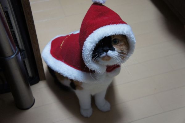 Japan,kat,jul,whiskers,Tokyo,xmas