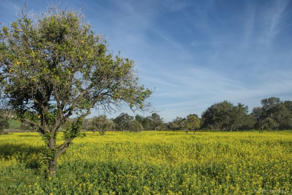 lumina soarelui, copaci, peisaj, natură, iarbă, alimente