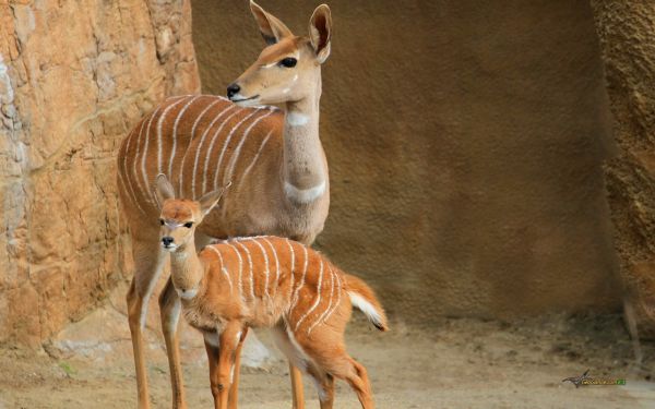 animali,natura,cervo,Zoo,impala,antilope