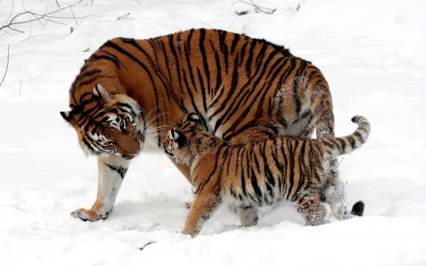 snö,tiger,vilda djur och växter,päls,stora katter,polisonger