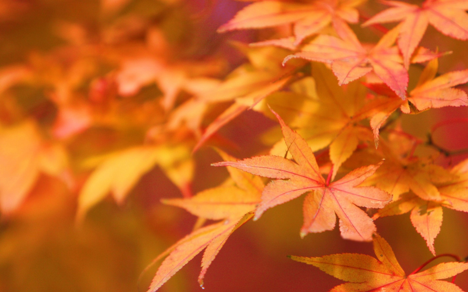 zonlicht, bladeren, natuur, macro, tak, boom, herfst, blad, bloem, fabriek, seizoen, bloemblad, landplant, bloeiende plant, houtachtige planten, struik, esdoorn, esdoornblad