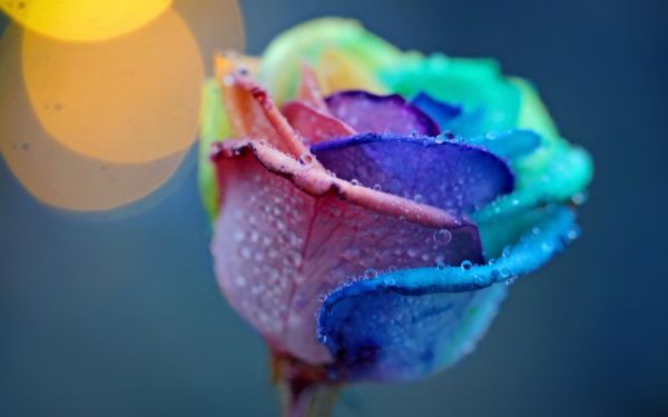 1920x1200 px,bokeh,drops,flowers,color,dew