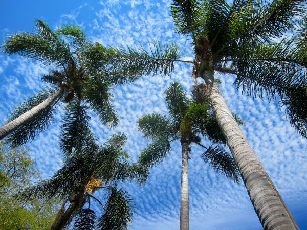 ciel,Californie,parc,des arbres,Etats-Unis,des nuages