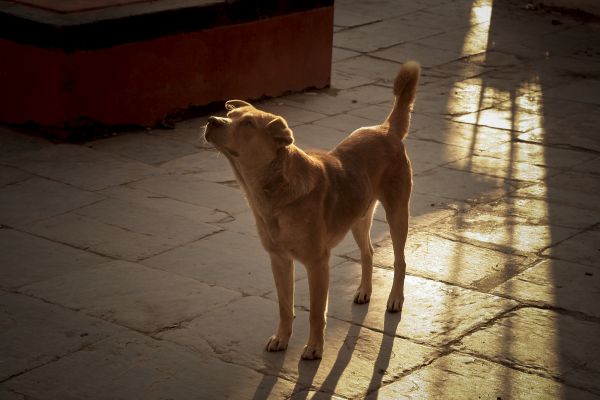 Nepal,honden,dieren,Kathmandu,2008,rs