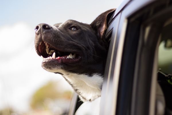 fenêtre,chien,vent,Labrador Retriever,mammifère,vertébré