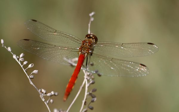 böcek,Vahşi hayat,yapraklar,yusufçuk,Damselfly,fauna