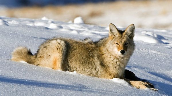 neve, animais selvagens, Raposa, Caçando, coiote, Lobo