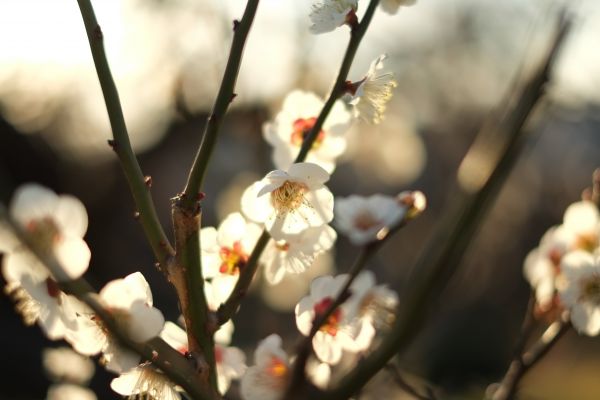 Japon,lumière du soleil,branche,fleur de cerisier,fleur,printemps