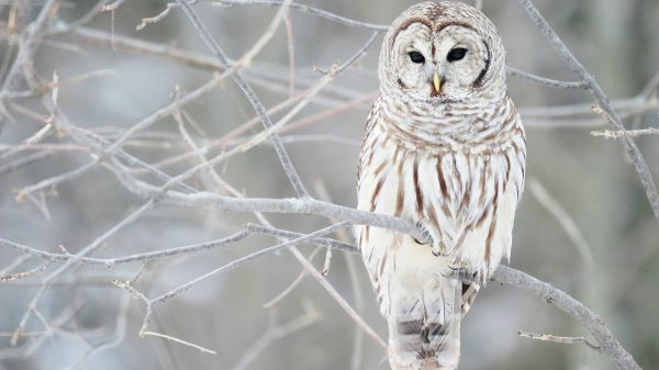 des oiseaux,branche,faune,oiseau de proie,hibou,le bec