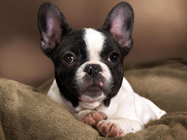 koira,French Bulldog,pentu,bulldoggi,bostoninterrieri,täplikäs