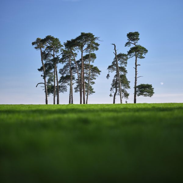 profondità di campo,paesaggio,Luna,alberi,campo,UK