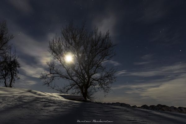 noche, cielo, luz de sol, Árboles, naturaleza, reflexión