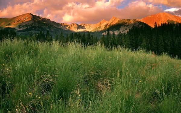 lumière du soleil,des arbres,paysage,Montagnes,colline,herbe