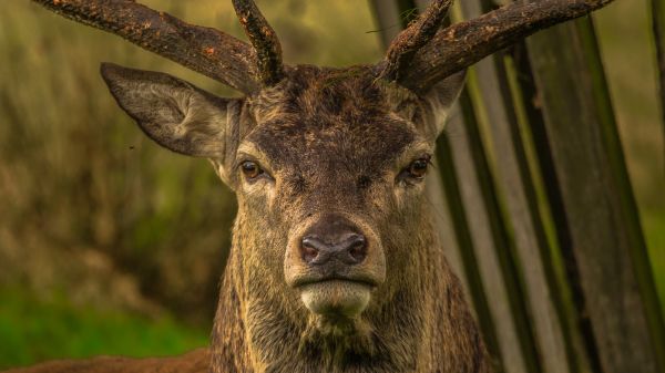 las,jeleń,dzikiej przyrody,łoś,fauna,ssak