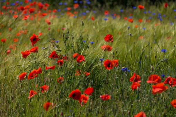 field, wheat, flower, nature, grass, grassland