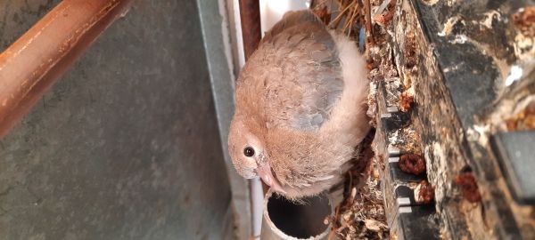 Iran,la nature,oiseau de proie,Les pigeons,Le jardin des mots,lever du soleil