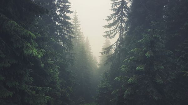 skog,3840x2160 px,tåke,furutrær,Slovakia,Tatra