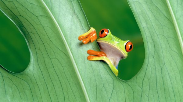 hijau,kuning,katak,amfibi,Red Eyed Pohon Frogs,biologi