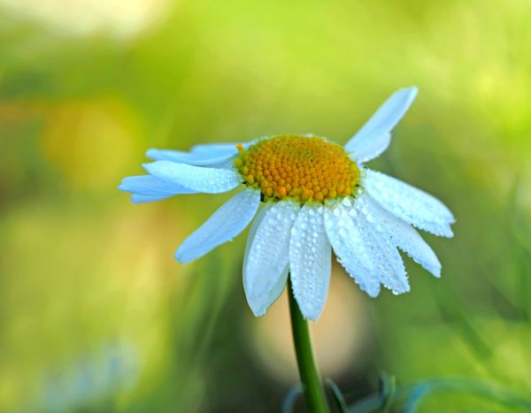 solljus, natur, fotografi, grön, gul, fält