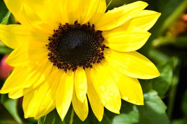 natur,blommor,trädgård,stad,parkera,växter