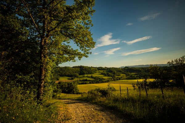 fotografie,buitenshuis,bomen,veld-,natuur,groen