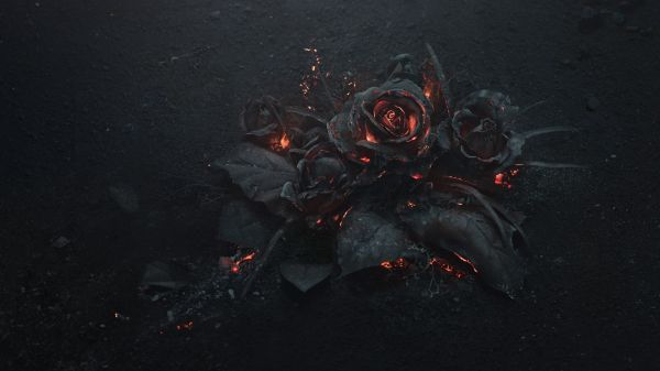 rose,fire