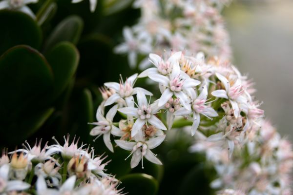 Flower Vocaloid,macro