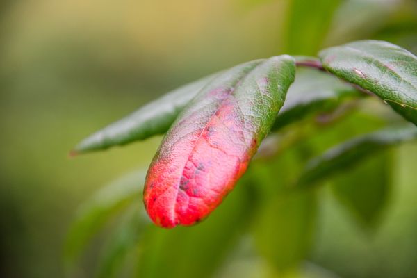 natura,fotografia,verde,rosso,parco,ramo