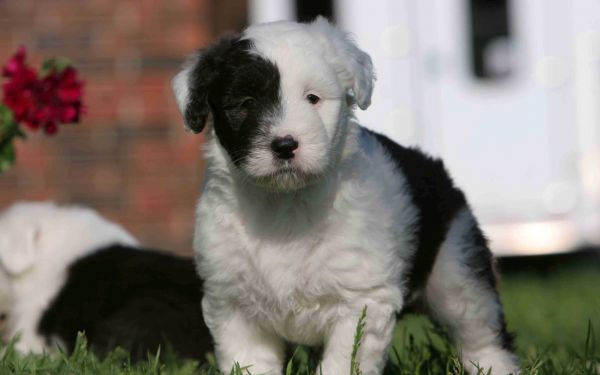 rumput,anjing,Border Collie,anak anjing,binatang menyusui,menghadapi