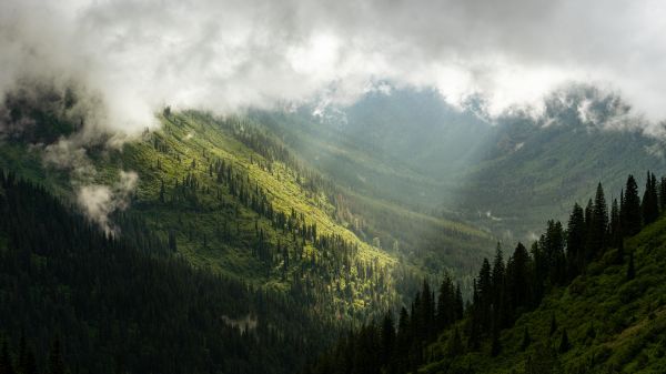 panorama,Montana,EUA,nuvens,floresta,vale