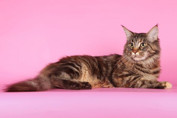 gatto,Maine Coon,soffice,denso,bellissimo