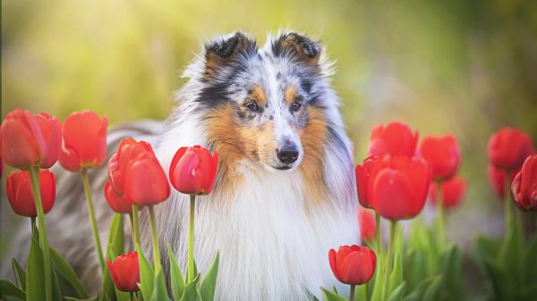 perro,Carnívoro,raza canina,flor,planta,pétalo