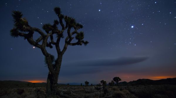 California,desert,national,park,4096x2304 px,joshua