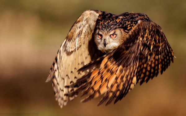 uccelli, natura, uccello rapace, gufo, becco, Falco