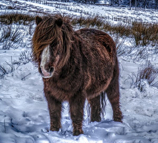 græs,hest,sne,vinter,kold,dyreliv