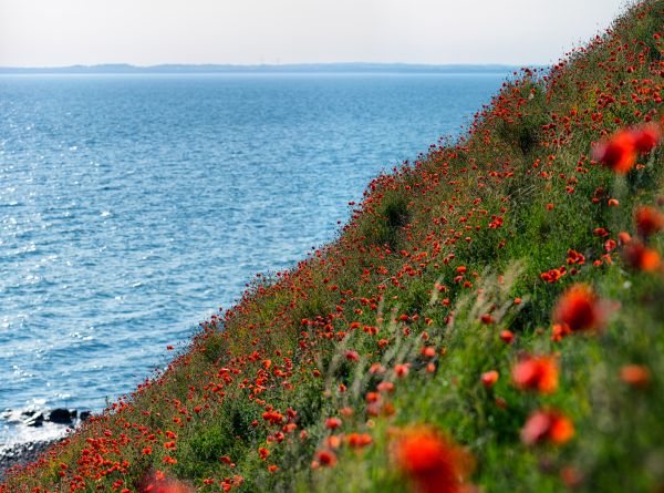 mer,Skane,Suède,coquelicot,Sverige,côte