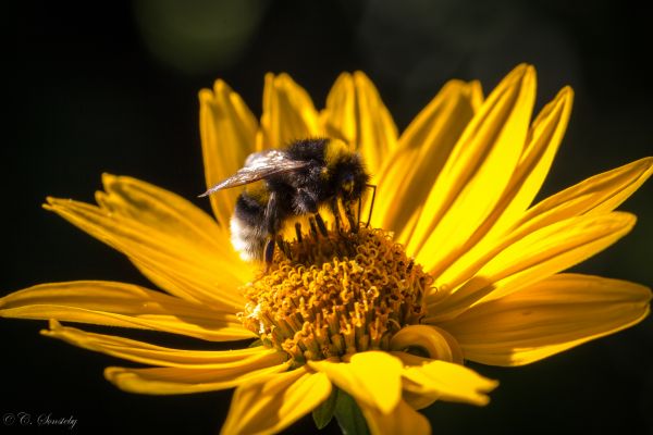 fiori, natura, Ali, fotografia, avvicinamento, macro