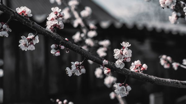 bloesems,natuur,boomschors,wazig,Zoom lens