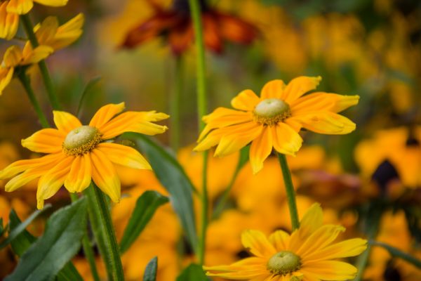 la nature, champ, jaune, fleur, lumière du soleil, l'automne