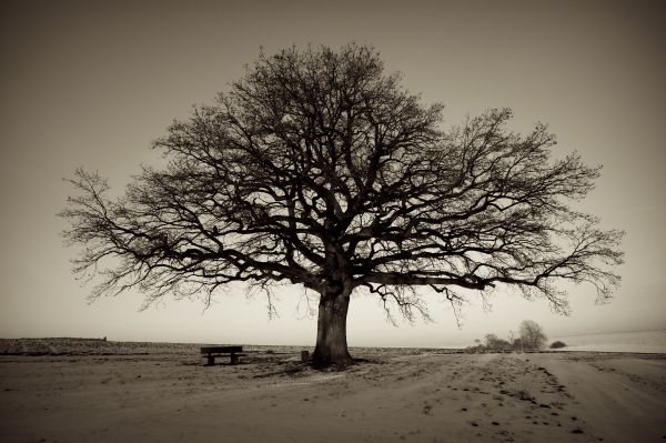 træ,vedplante,sort og hvid,himmel,monokrom fotografering,vinter