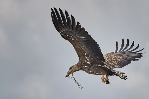 fugler,himmel,dyreliv,rovfugl,Ørn,bald eagle