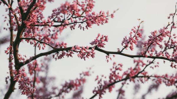 性质,花卉,粉红色的花朵,摄影,户外,黄昏