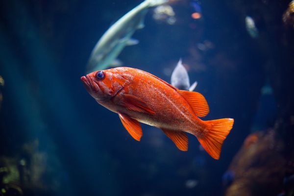 peixe,Mundo subaquático,vermelho