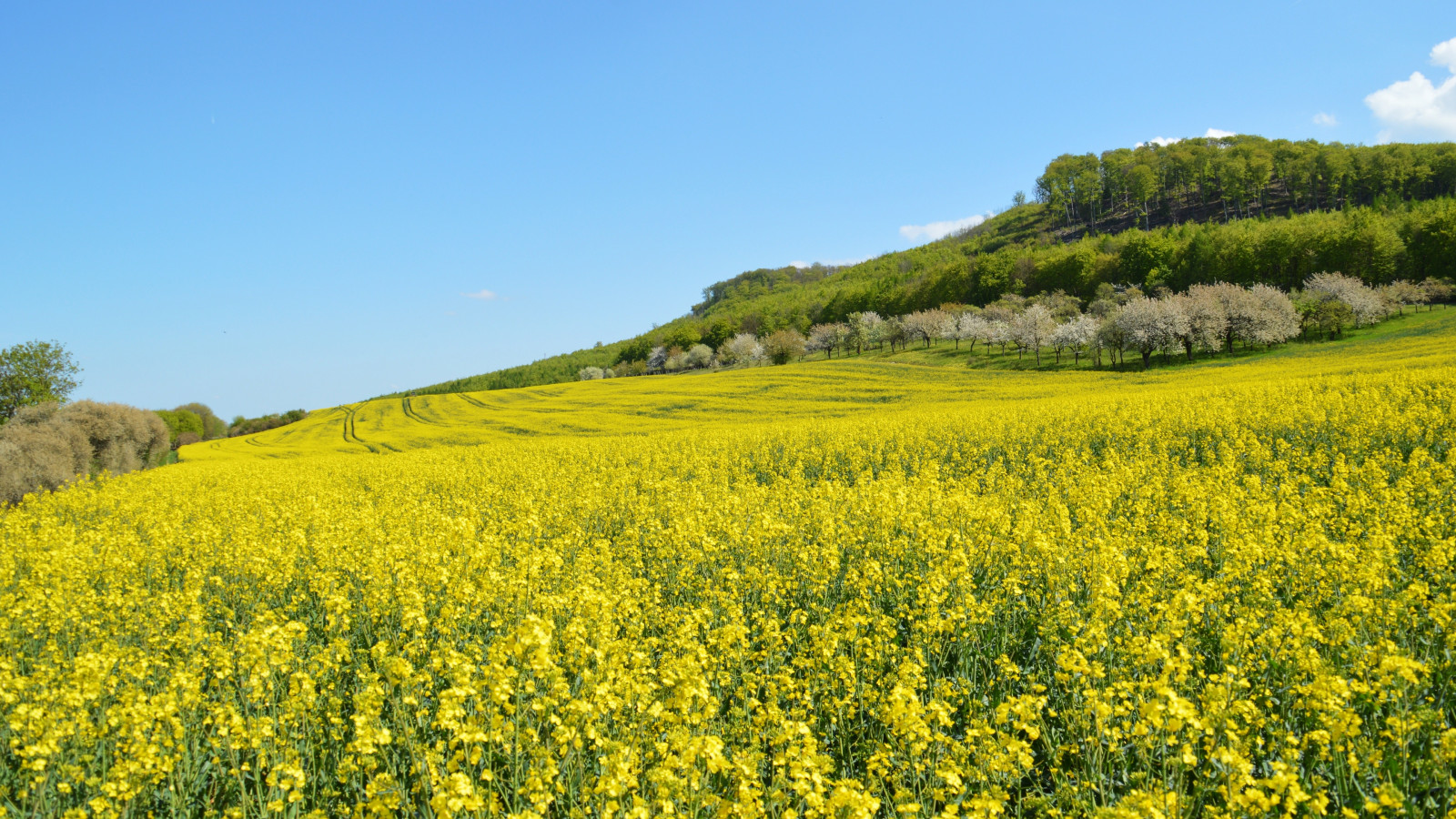 flor, cielo, planta, montaña, Ecorregión, People in nature, Natural landscape, árbol, agricultura, césped, pradera, área rural, llanura, paisaje, prado, Formaciones montañosas, Familia de la hierba, planta floreciendo, pradera, colina, planta herbácea, campo, plantación, contento, cuesta abajo, cultivo, vegetal, cash crop, pastar, flor silvestre, Mostaza y col, cordillera, horizonte, granja, la carretera, Brassica, Forb