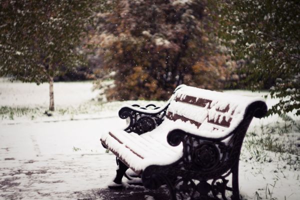 自然,森林,木,ベンチ,冬,雪